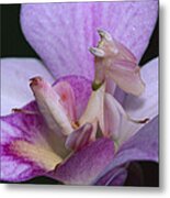 Orchid Mantis In The Pink Metal Print