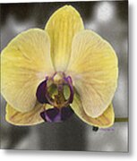 Orchid Study Iii Metal Print