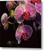 Orchidaceae Gravitas Metal Print