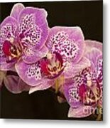 Orchids Metal Print