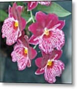 Orchids  #fabshots #fabflora Metal Print