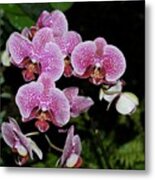 Orchids #flora #flower #flowers Metal Print