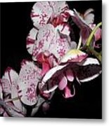 Orchids Gone Wild Metal Print