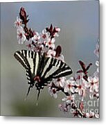 Ornamental Plum Blossoms With Zebra Swallowtail Metal Print