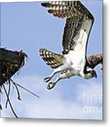 Osprey Flying From Nest Metal Print