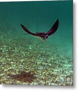 Out Of The Deep Metal Print