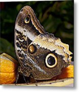 Owl Butterfly Caligo Sp Metal Print