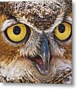 Owl Eyes Metal Print