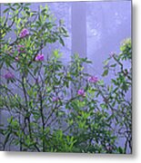 Pacific Rhododendron Flowering In Misty Metal Print