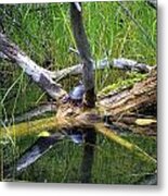 Painted Turtle On The Little Ausable River Metal Print