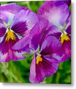 Pansy Trio Metal Print