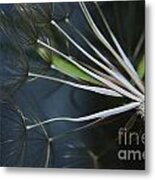 Parachute Seeds Metal Print