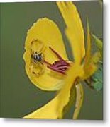 Partridge Pea And Matching Crab Spider With Prey Metal Print