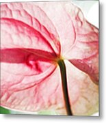 Passion For Flowers. Lightness Metal Print