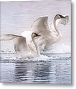 Pastel Swans Metal Print