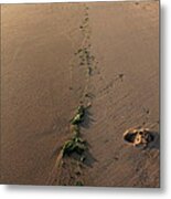 Path To Eden Metal Print