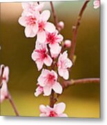 Peach Blossoms Metal Print