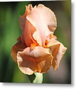 Peach Iris Flower Ii Metal Print