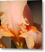 Peach Iris Flower Iii Metal Print