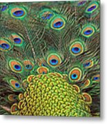 Peacock  Detail Metal Print
