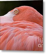 Peaking Metal Print