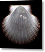 Pearlescent Shell Metal Print