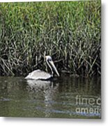 Pelican Swimming Metal Print