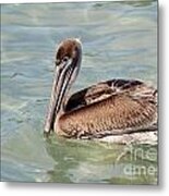 Pelican Waiting For A Catch Metal Print