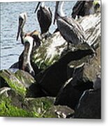 Pelicans At Hammond Metal Print