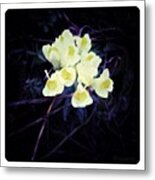 Petite Fleur Metal Print