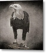 Philadelphia Eagle Metal Print