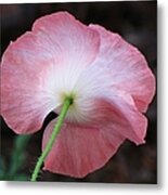 Pink And White Shirley Poppy Metal Print