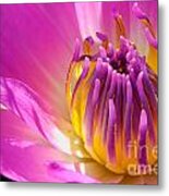 Pink And Yellow Water Lily Close Up Metal Print