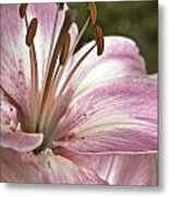 Pink Asiatic Lily Metal Print