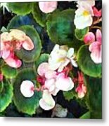 Pink Begonias Metal Print