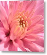 Pink Bloom Metal Print