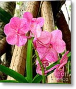 Pink Hawaiian Orchid Metal Print