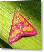 Pink Moth Metal Print