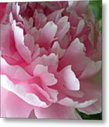 Pink Peony Metal Print