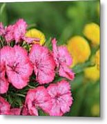 Pink Phlox And Yellow Buttons Metal Print