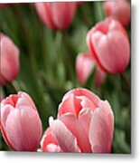Pink Tulips Metal Print