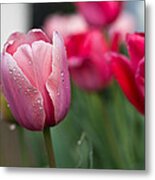 Pink Tulips With Water Drops Metal Print