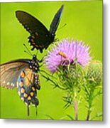 Pipevine Swallowtails In Tandem Metal Print