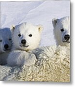 Polar Bear Cubs Peeking Over Mother Metal Print