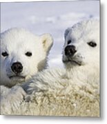 Polar Bear Cubs Ursus Maritimus Metal Print