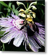 Pollen Collector Metal Print