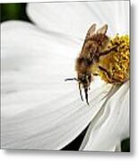 Pollination Metal Print