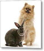 Pomeranian And Blue Rex Rabbit Metal Print