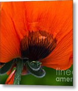 Poppy Close-up Metal Print