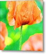 Poppy Flowers In May Metal Print